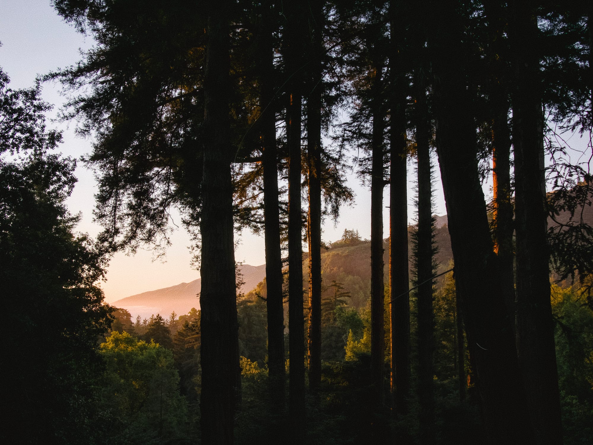 Photo of a sunset through trees.
