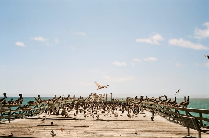 The pier at Seacliff is going to be demolished.