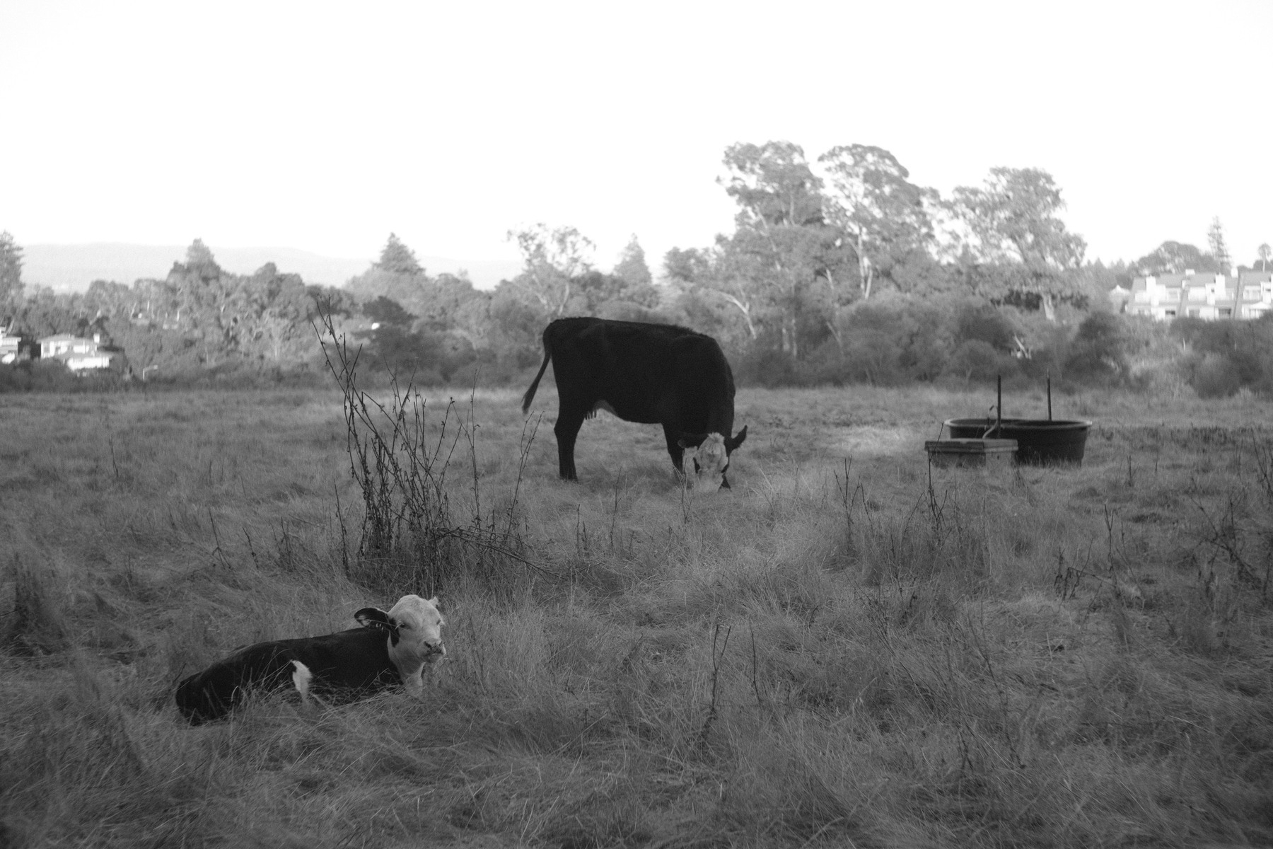 A picture of two cows. One, a calf, lays down in the foreground. The other, much larger, eats grass in the middle. In the distance are houses and trees.