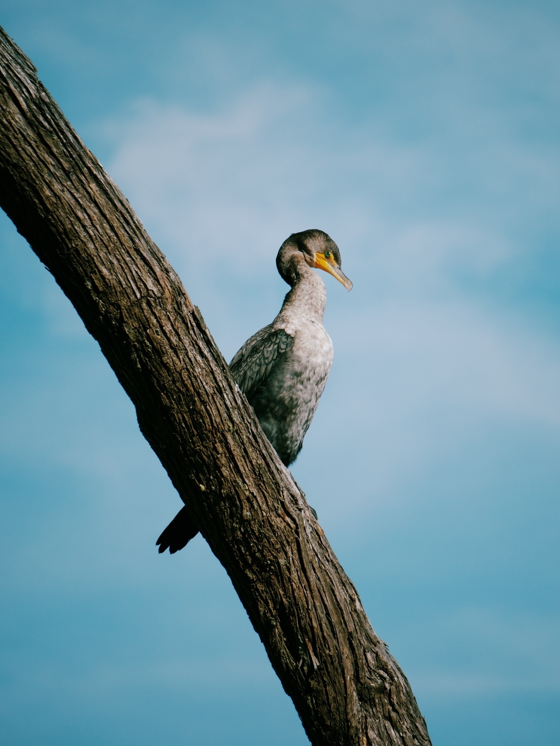 Cormorant in profile on a branch. It has a dark grey head, light grey neck and breast, a deep yellow beak and a strikingly green eye.