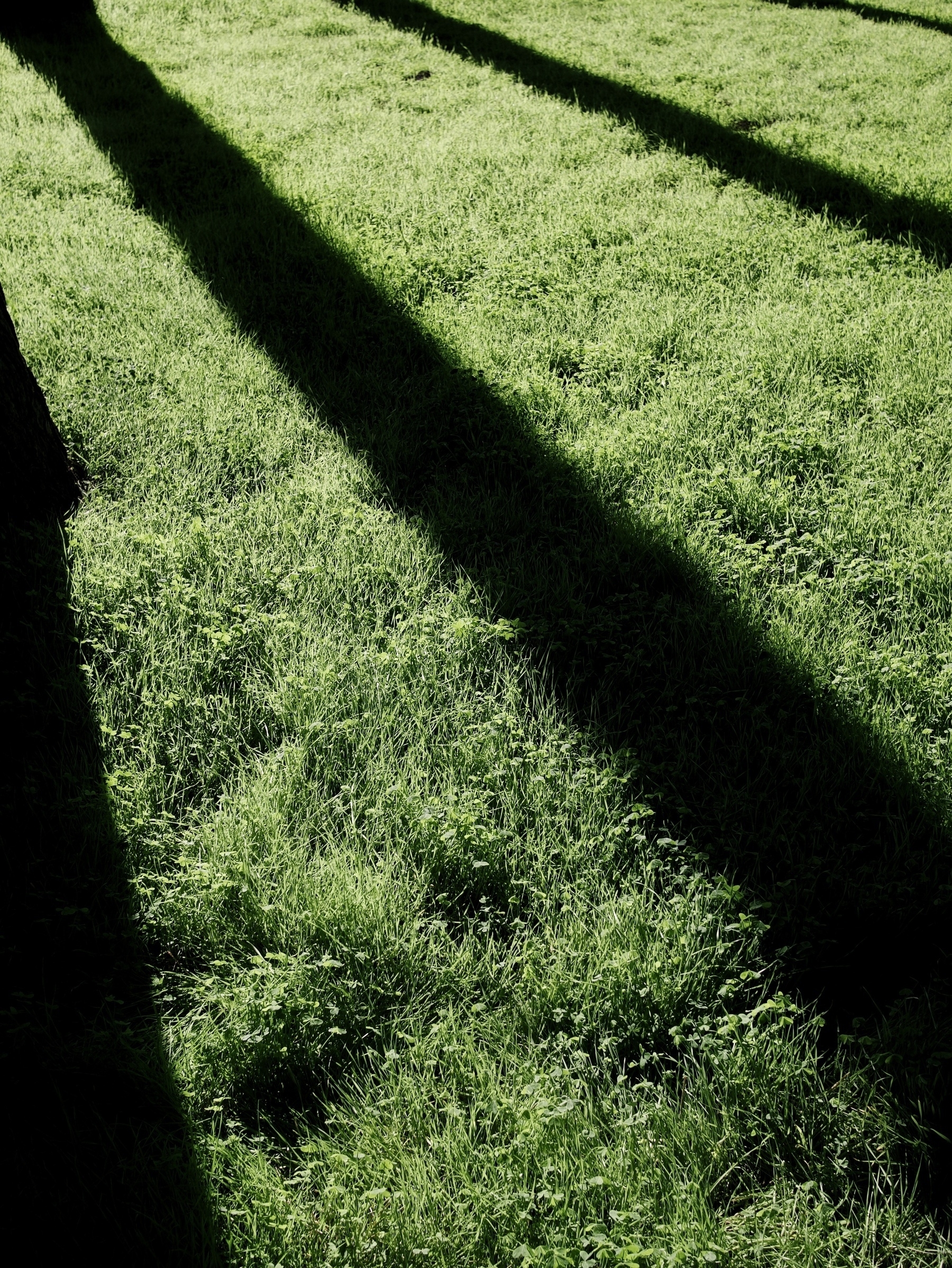 Shadows of tree trunks cast on freshly growing grass.