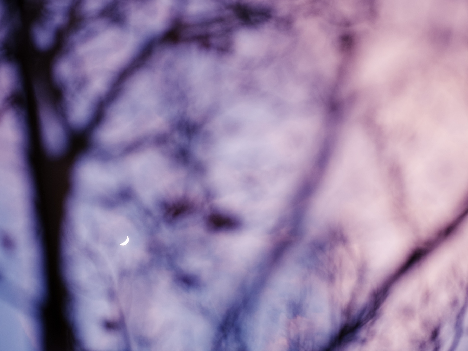 Out of focus tree branches against a purple and orange sky. A crescent moon hangs in focus at the bottom left of the frame.