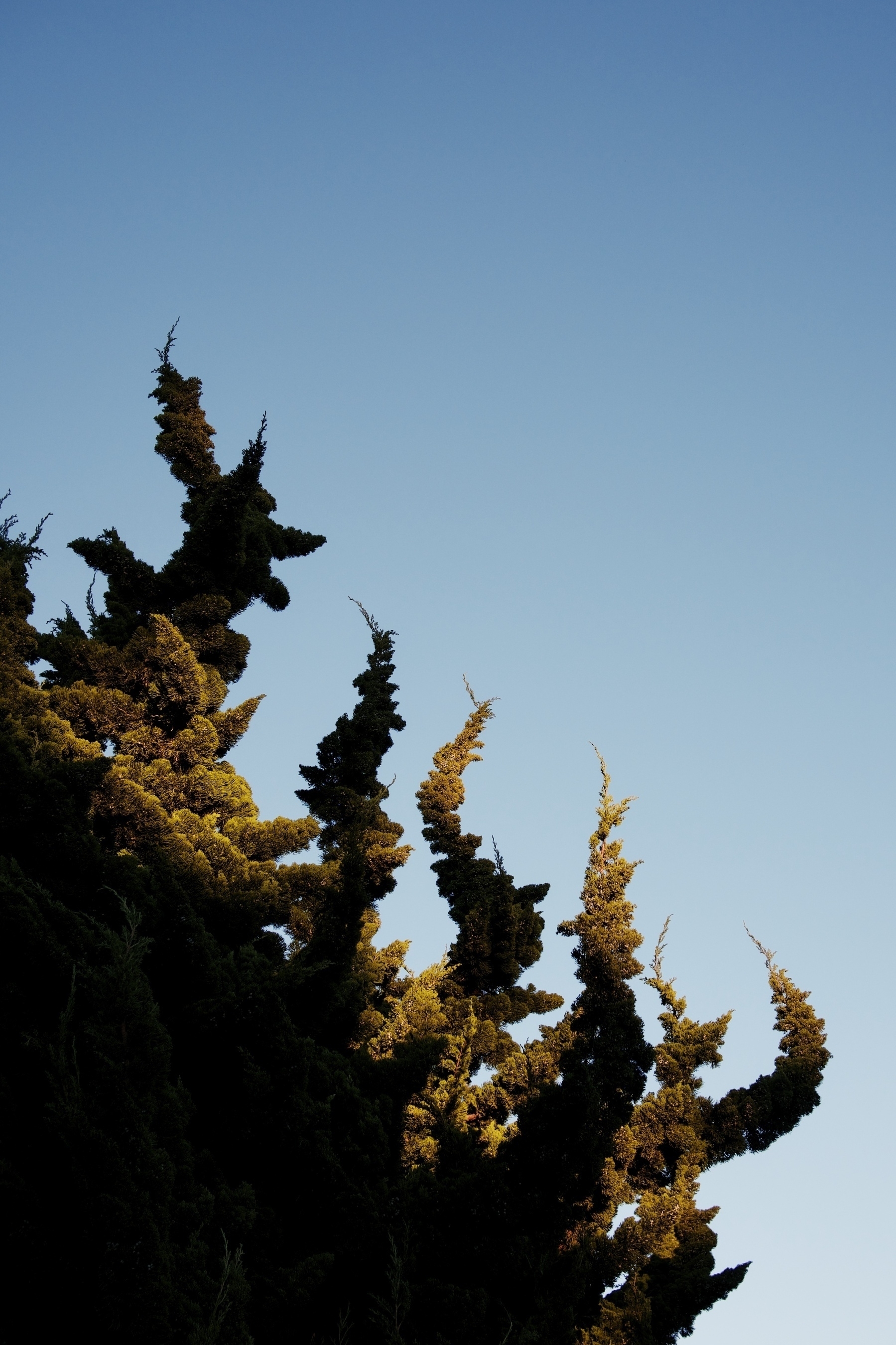 Limbs of a tree are silhouetted against the sky, twisting in a way that resembles an octopus.